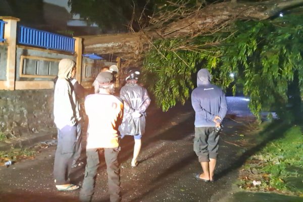 pohon tumbang