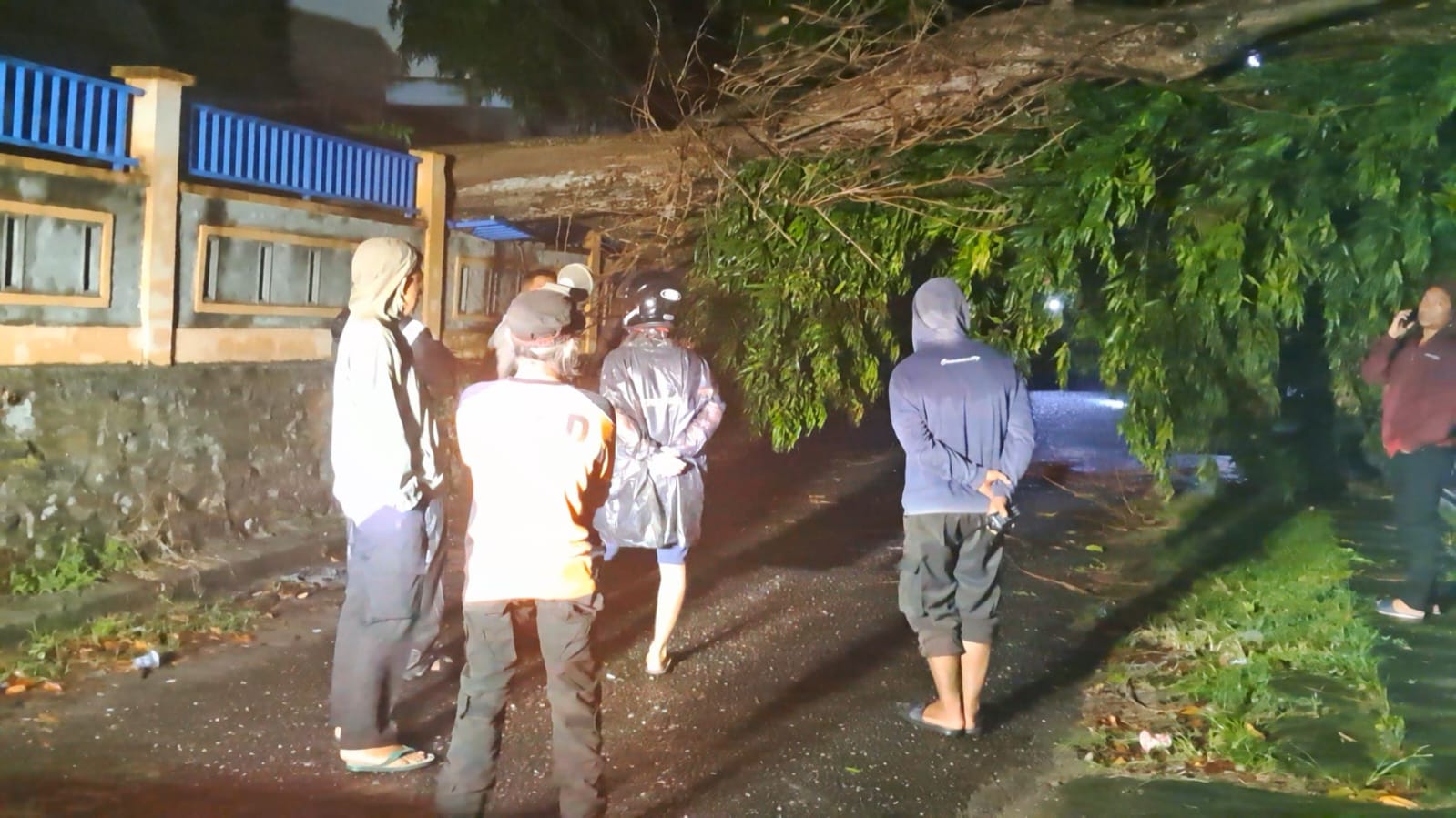 pohon tumbang