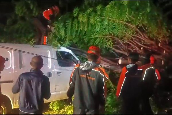 Pohon Tumbang di Industri Kecil Timpa Mobil Grand Max Putih, BPBD Parepare Gerak Cepat Evakuasi