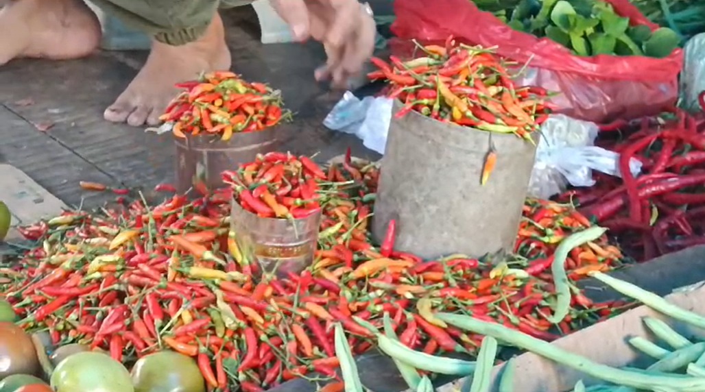 harga cabai