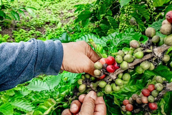 Prospek Budidaya Kopi di Kota Parepare kopi
